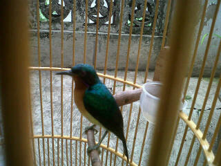 Kolibri Jawa ( muncang )