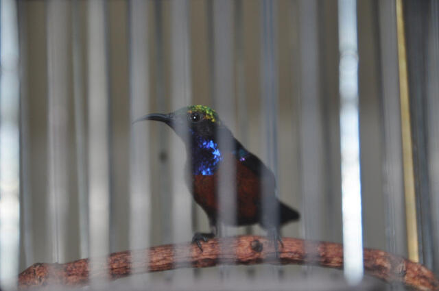 Kolibri Jawa ( muncang )