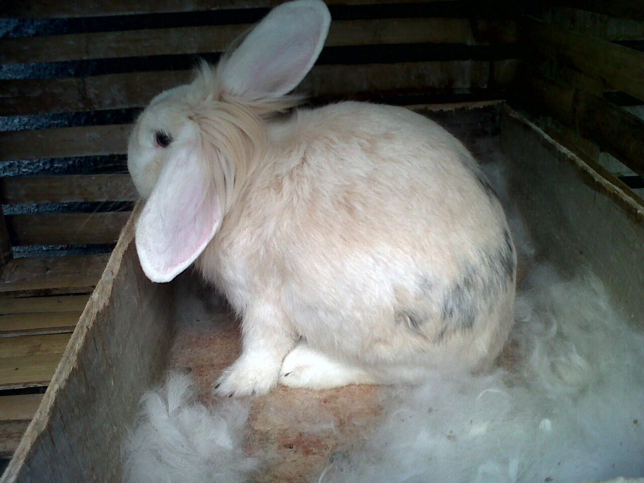 KELINCI FUZZY LOVE