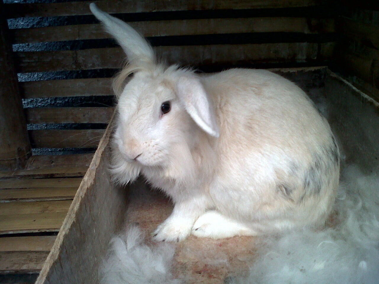 KELINCI FUZZY LOVE