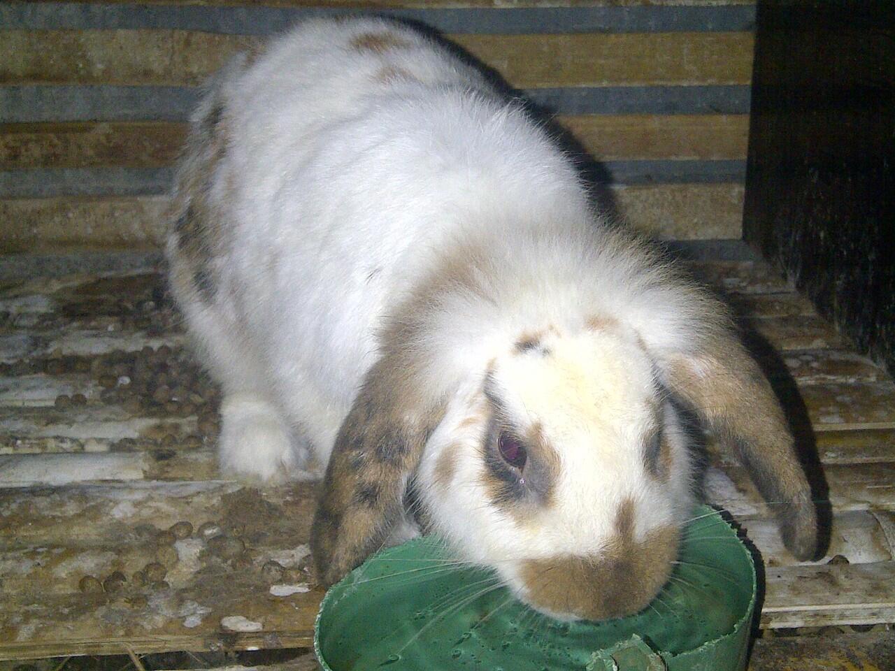 KELINCI FUZZY LOVE