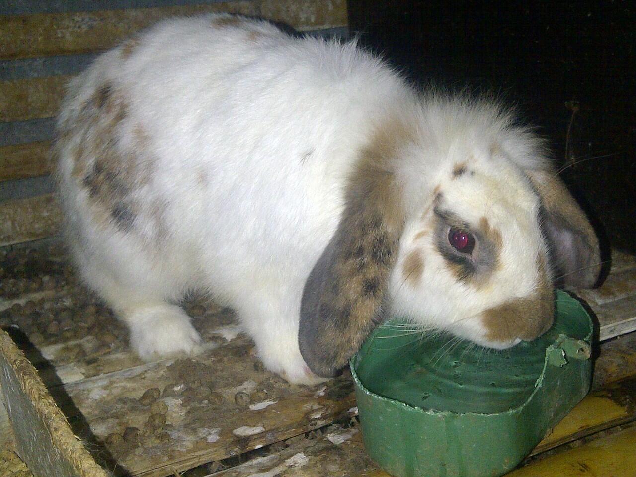KELINCI FUZZY LOVE