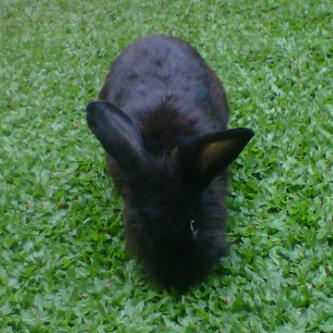 KELINCI FUZZY LOVE