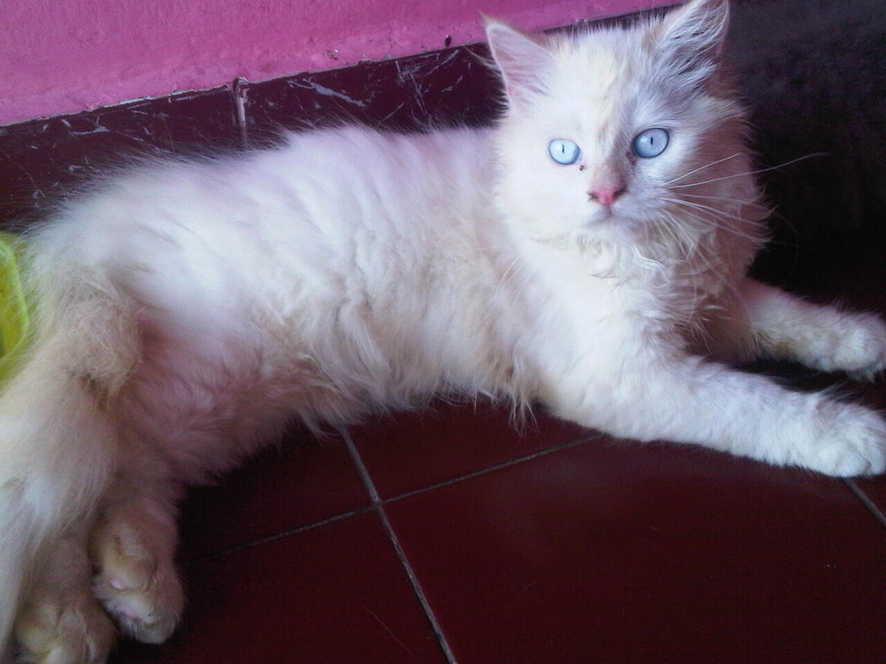 Ready Adopsi Kitten Persia Medium dan Persia Flatnose LH