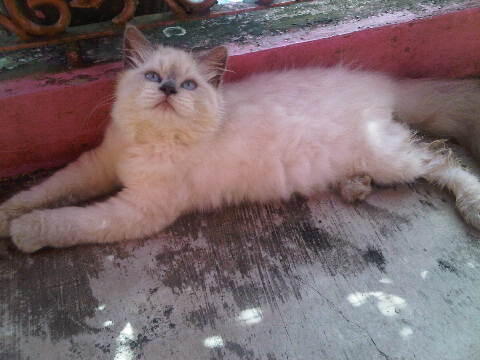 Ready Adopsi Kitten Persia Medium dan Persia Flatnose LH