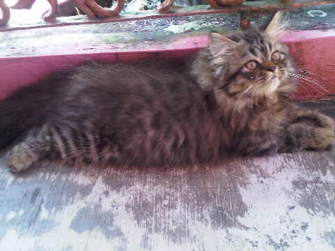 Ready Adopsi Kitten Persia Medium dan Persia Flatnose LH