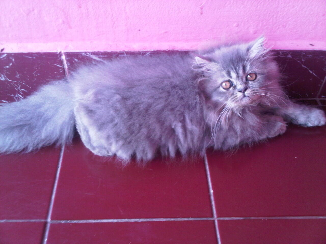 Ready Adopsi Kitten Persia Medium dan Persia Flatnose LH