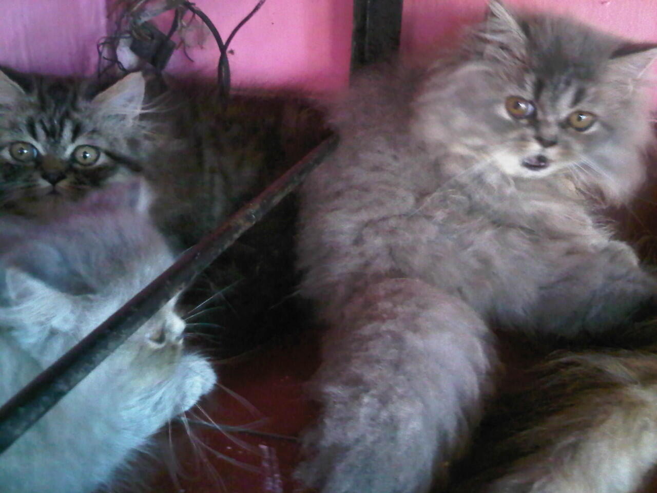 Ready Adopsi Kitten Persia Medium dan Persia Flatnose LH