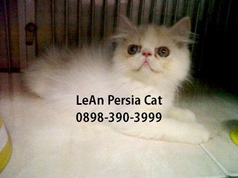 Kucing persia peaknose anakan harga bersahabat