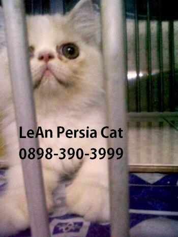 Kucing persia peaknose anakan harga bersahabat