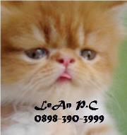 Kucing persia peaknose anakan harga bersahabat