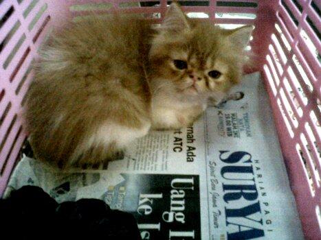 Kucing persia peaknose anakan harga bersahabat