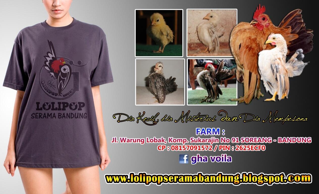 Ayam serama lolipop