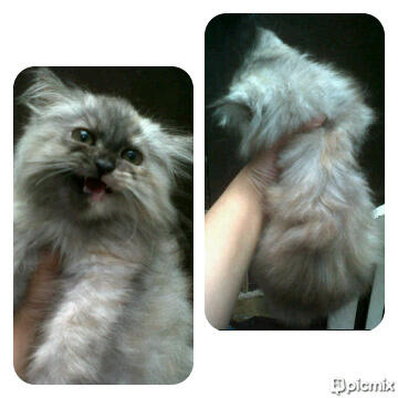 kitten persia betina cantik mempesona muraaaah!