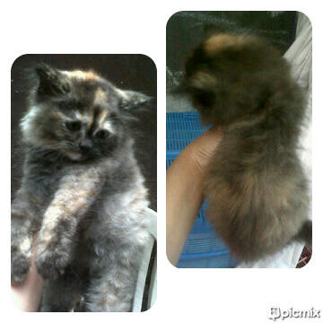 kitten persia betina cantik mempesona muraaaah!