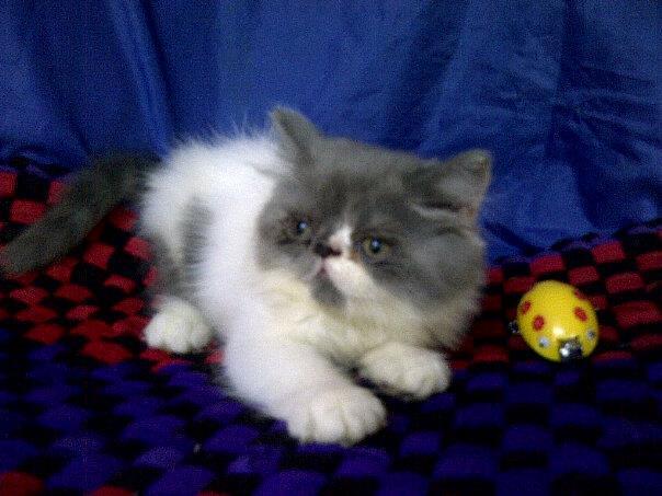 anak kucing persia pignose/pekenose/pesek murah bandung