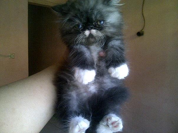 anak kucing persia pignose/pekenose/pesek murah bandung
