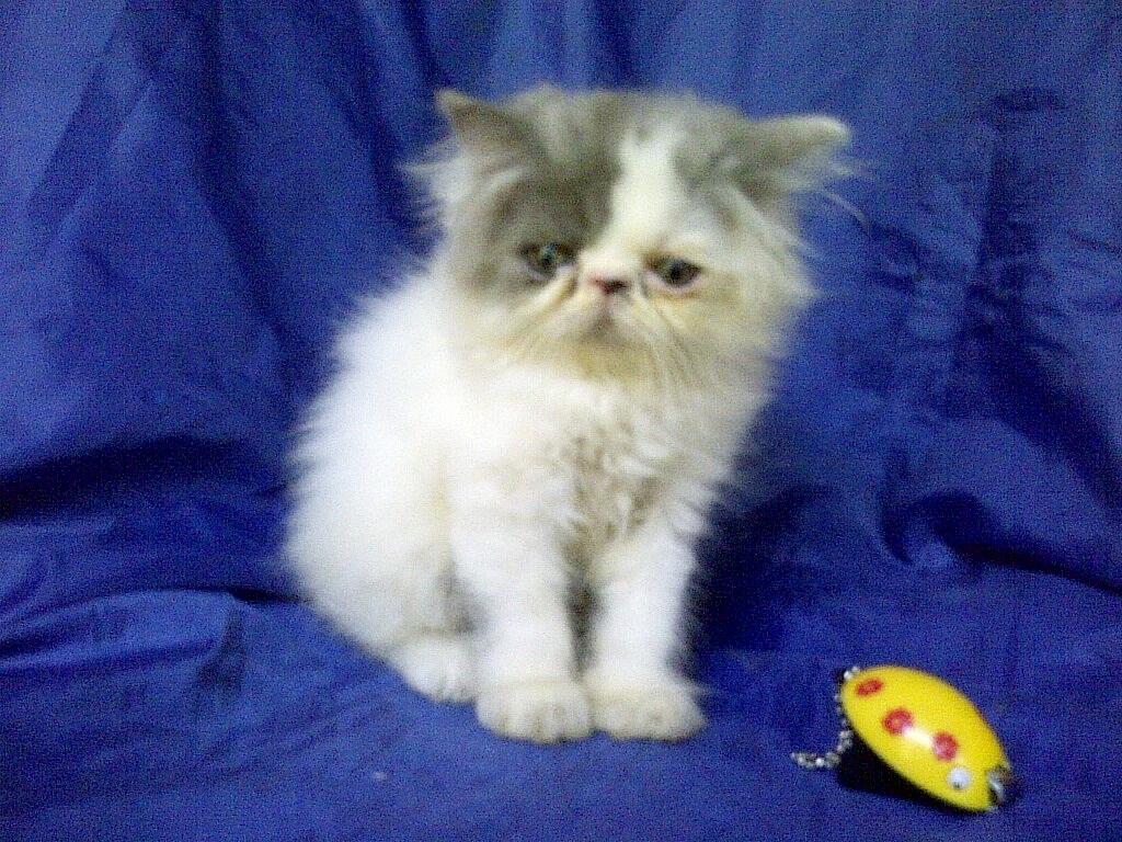 anak kucing persia pignose/pekenose/pesek murah bandung