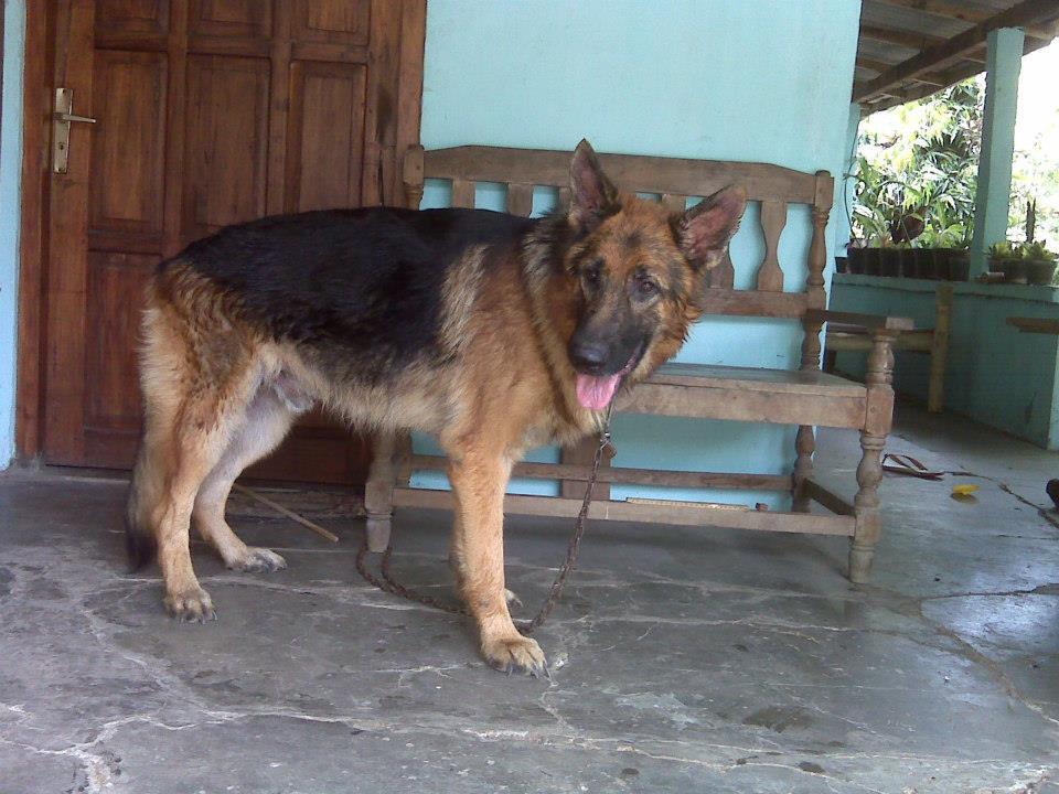 HERDER / GSD POLRI STB, VAKSIN MURMER
