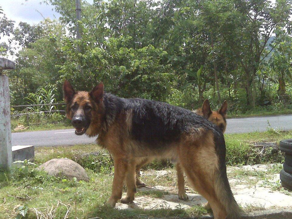 HERDER / GSD POLRI STB, VAKSIN MURMER