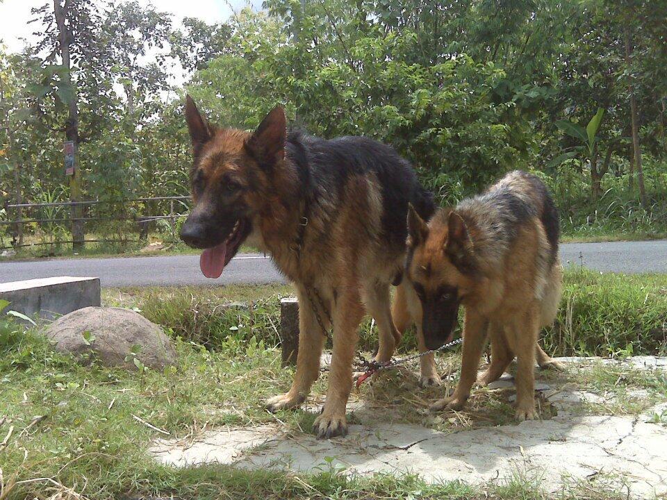 HERDER / GSD POLRI STB, VAKSIN MURMER