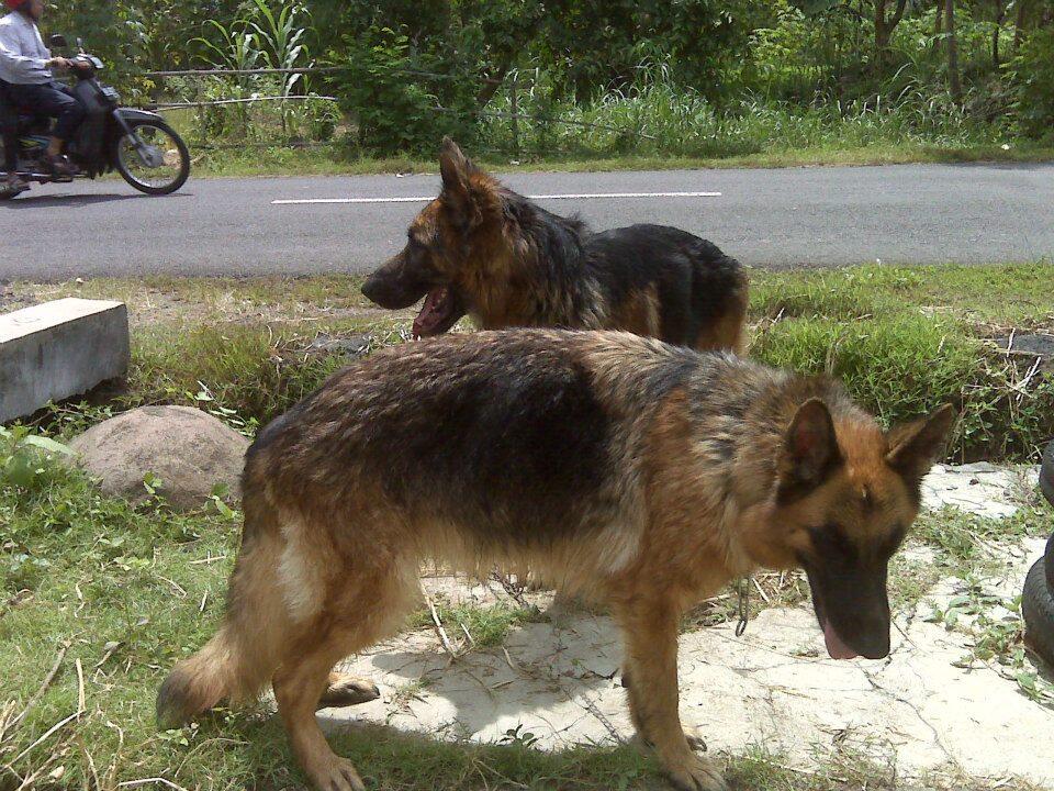 HERDER / GSD POLRI STB, VAKSIN MURMER