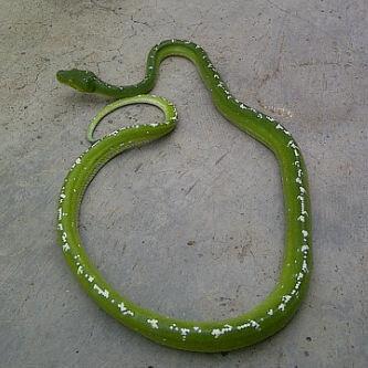 Chondro Aru 'GTP' High White