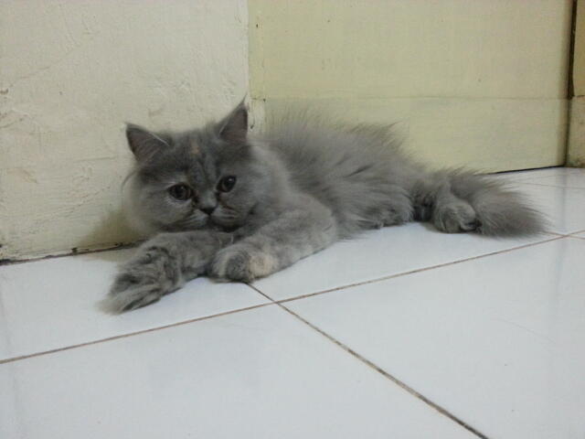 kucing persia peaknose