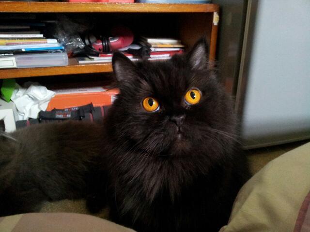 kucing persia peaknose