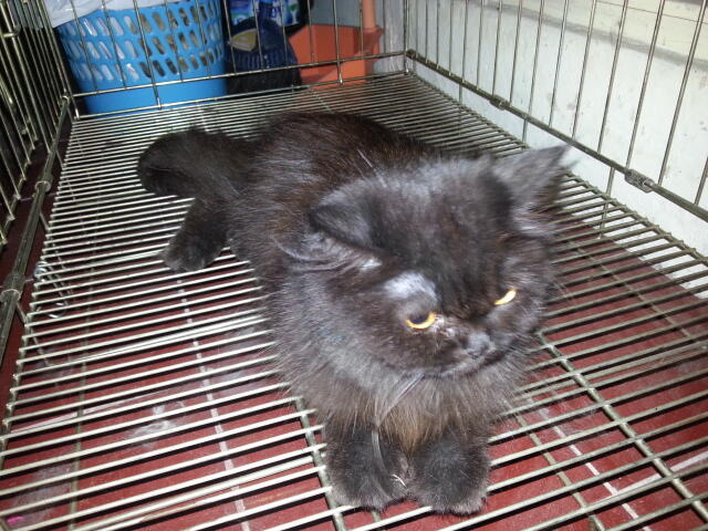 kucing persia peaknose