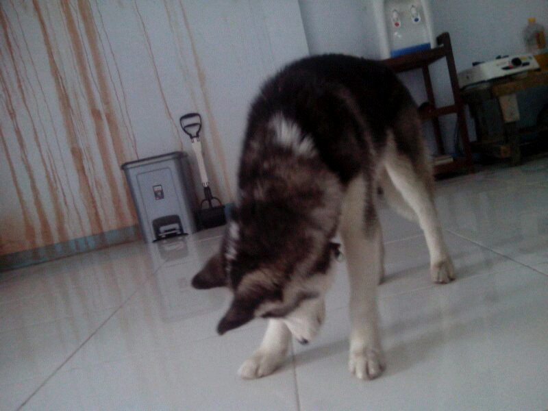 DOG WANTED