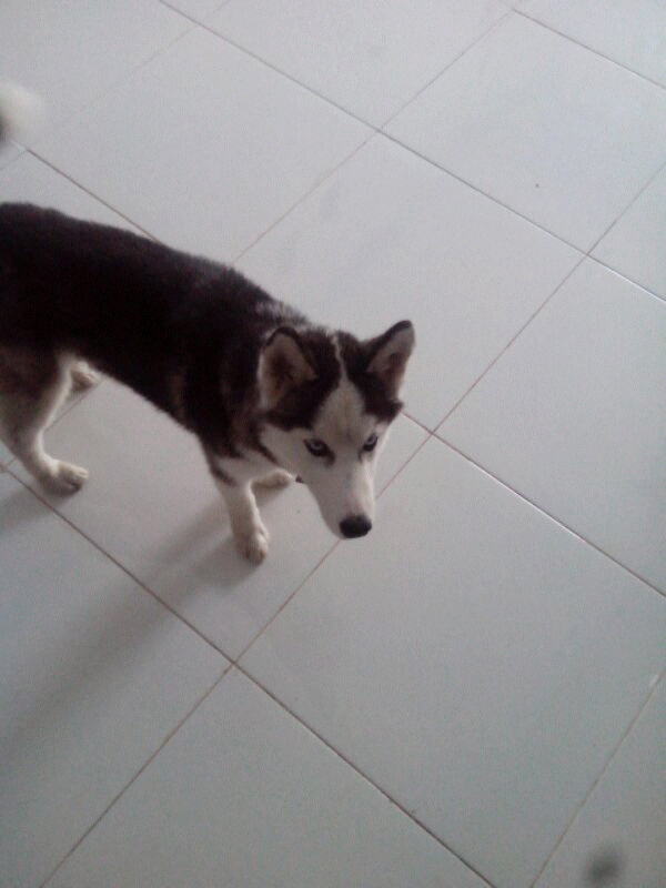 DOG WANTED
