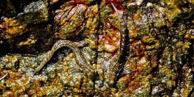 Ikan Amfibi Langka di Temukan di Yogyakarta