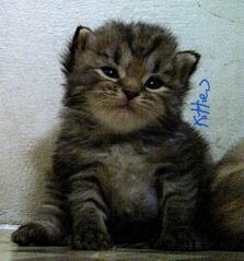 Jual Anak Kucing - Kitten Persia
