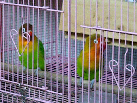 Love bird / lovebird
