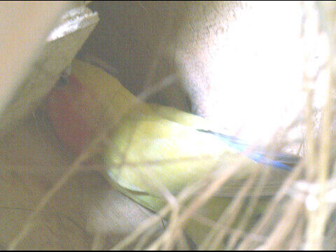 Love bird / lovebird
