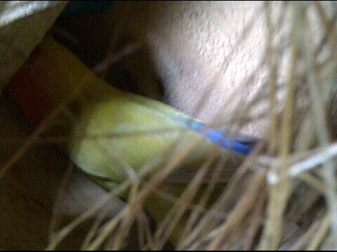 Love bird / lovebird