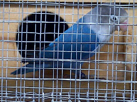 Love bird / lovebird