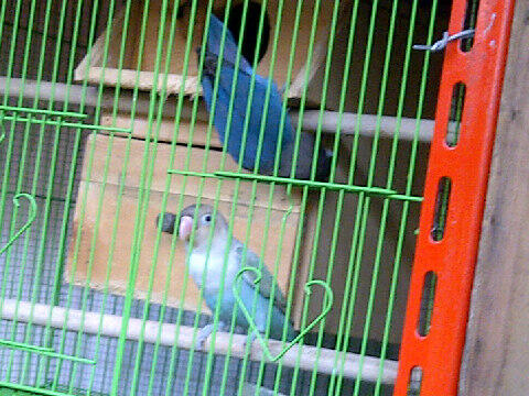 Love bird / lovebird