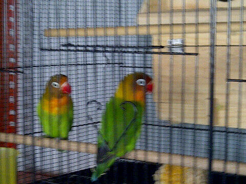 Love bird / lovebird