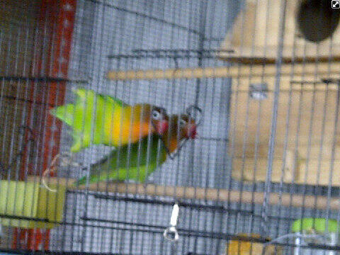 Love bird / lovebird