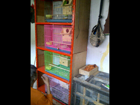 Love bird / lovebird