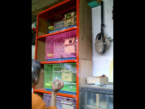 Love bird / lovebird