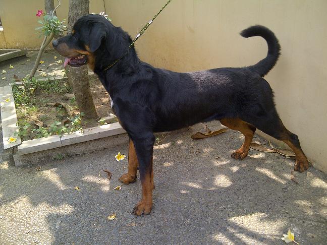 Rottweiler Jantan remaja Istimewa Stamboom