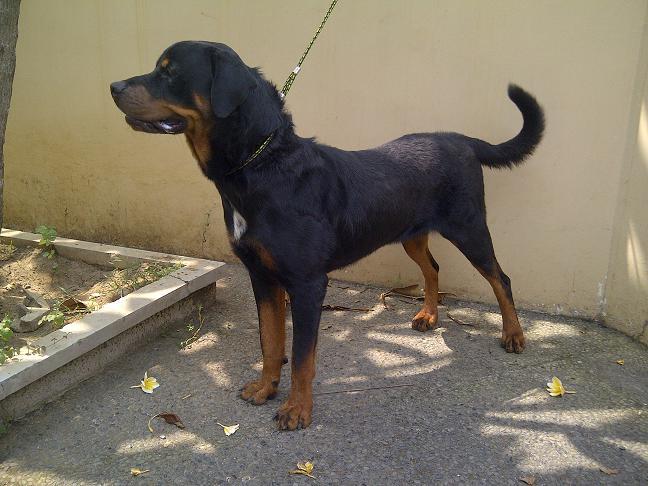 Rottweiler Jantan remaja Istimewa Stamboom