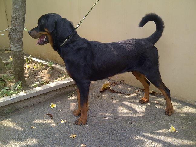 Rottweiler Jantan remaja Istimewa Stamboom