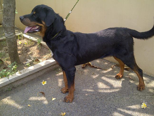 Rottweiler Jantan remaja Istimewa Stamboom