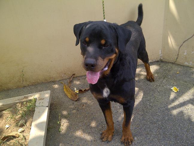 Rottweiler Jantan remaja Istimewa Stamboom