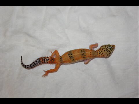 Macam-Macam Leopard Gecko