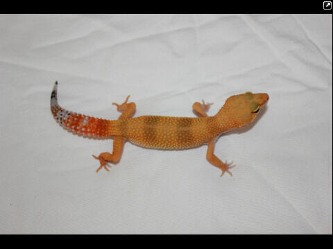 Macam-Macam Leopard Gecko